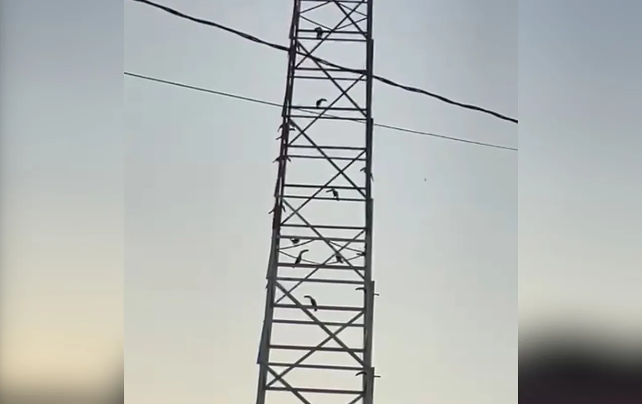 Tucanos em torre de transmissão em Cerquilho