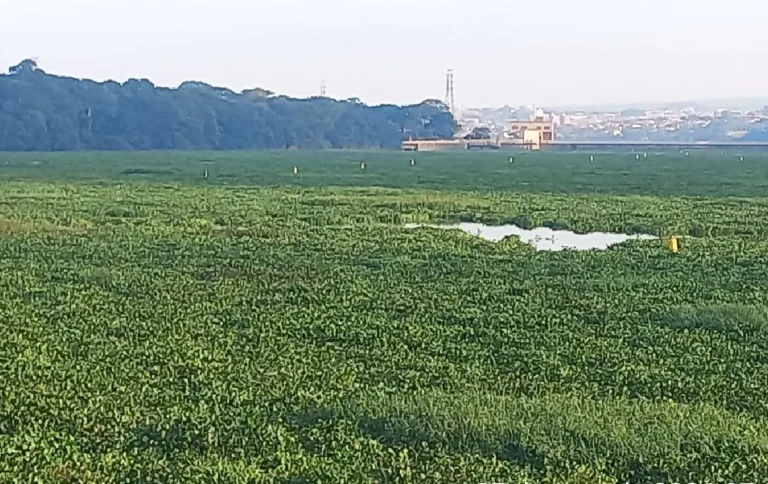 Aguapés formando tapete verde no Rio Tietê, interior de SP