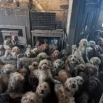 Grupo de cães mestiços de Poodle felizes brincando ao ar livre após resgate