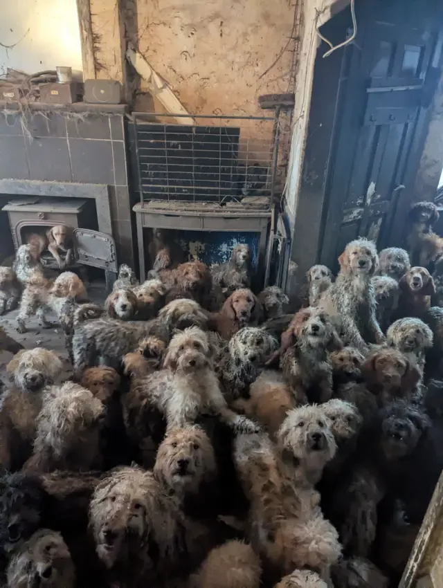Grupo de cães mestiços de Poodle felizes brincando ao ar livre após resgate