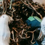 Jardineiro podando planta verde com tesoura, foco na poda, jardinagem
