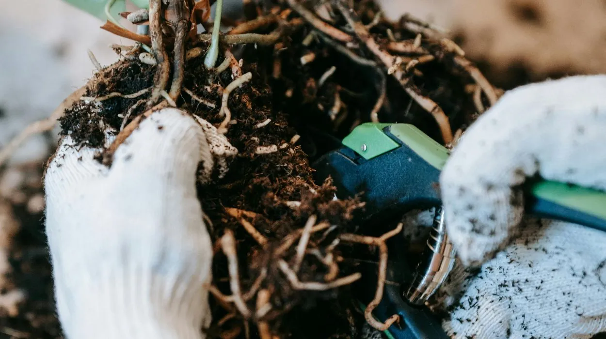 Jardineiro podando planta verde com tesoura, foco na poda, jardinagem