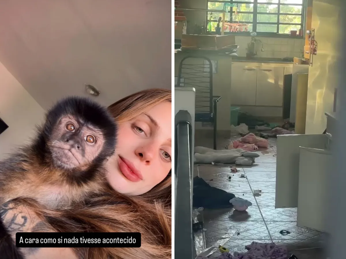 Macaco-prego Claiton, animal de estimação, dentro de uma casa bagunçada em Campinas