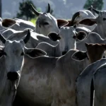 Agronegócio brasileiro, exportações, mercados internacionais, produtos agrícolas, balança comercial do Brasil