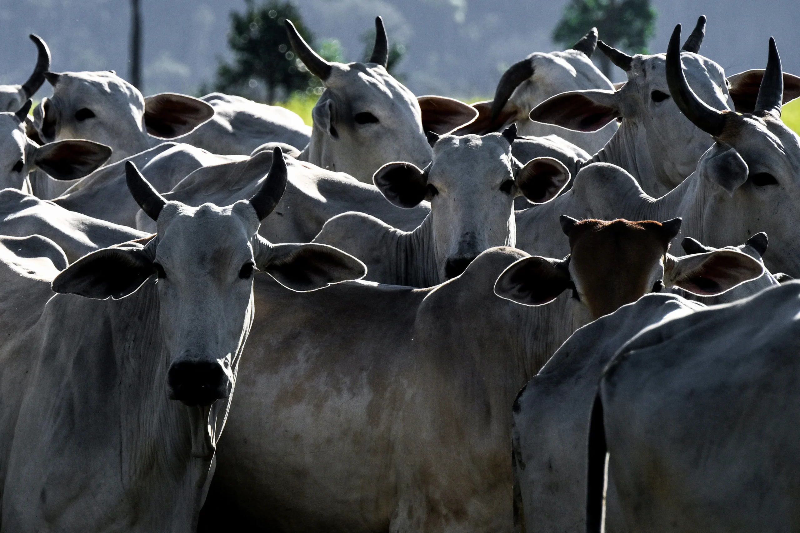 Agronegócio brasileiro, exportações, mercados internacionais, produtos agrícolas, balança comercial do Brasil