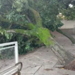 Árvore caída pátio escola Marília chuva forte