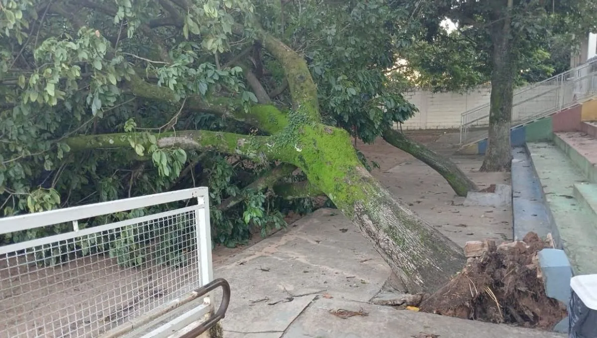 Árvore caída pátio escola Marília chuva forte