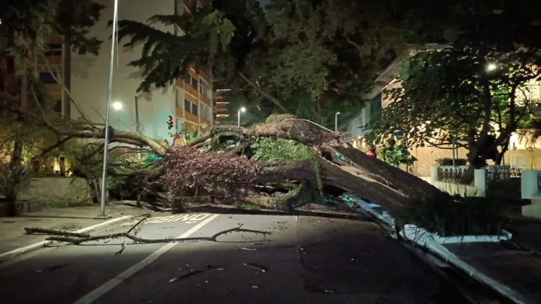 Árvore caída na rua em São Paulo, bloqueio de trânsito, Alameda Santos