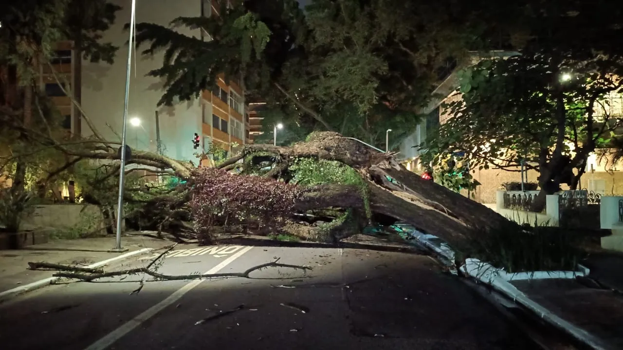 Árvore caída na rua em São Paulo, bloqueio de trânsito, Alameda Santos