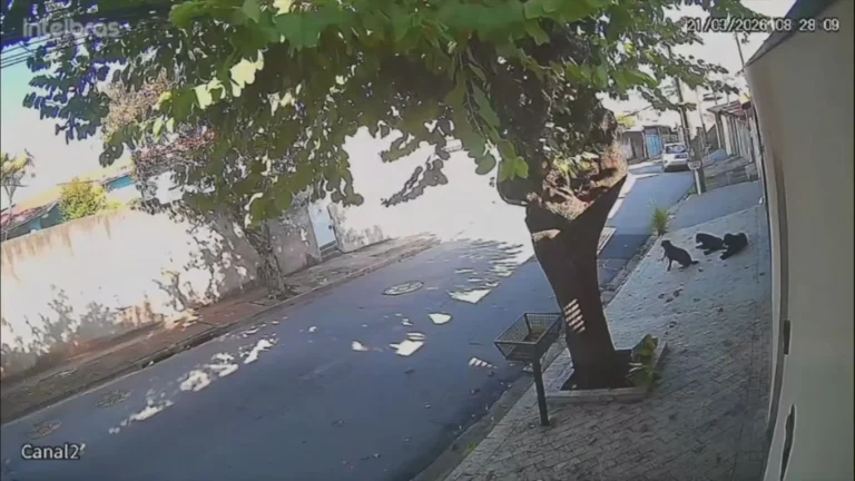 Imagem de cães soltos em rua de Jundiaí, com casas ao fundo, causando insegurança.