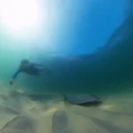 Aumento de arraias no Rio, cardume de raias, litoral fluminense, conservação marinha