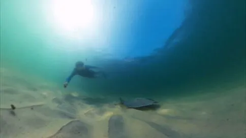 Aumento de arraias no Rio, cardume de raias, litoral fluminense, conservação marinha