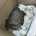 Resgate de socó-dorminhoco em Petrópolis