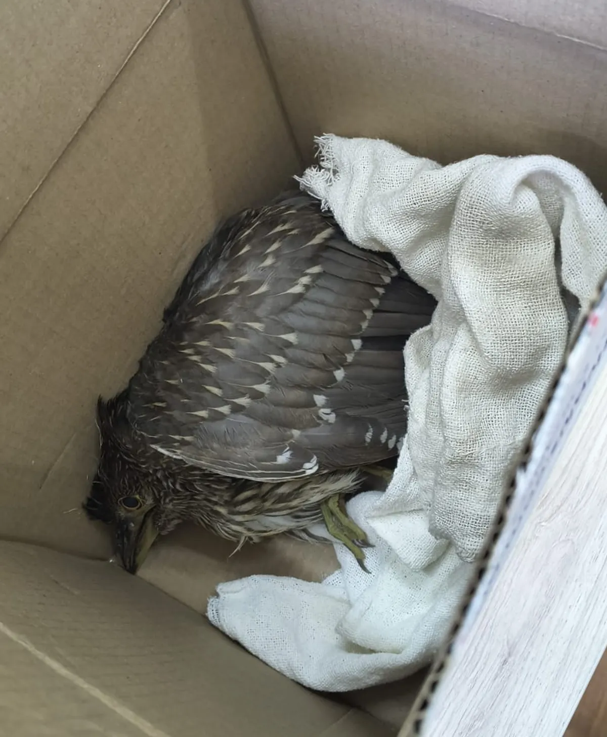 Resgate de socó-dorminhoco em Petrópolis