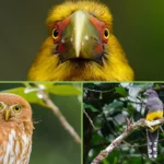 Grupo de observadores de aves com binóculos no Avistar 2026 no Jardim Botânico de São Paulo.