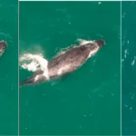 Baleia jubarte saltando nas águas de Arraial do Cabo, vista do Mirante do Pontal do Atalaia