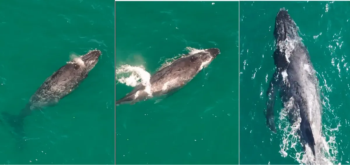 Baleia jubarte saltando nas águas de Arraial do Cabo, vista do Mirante do Pontal do Atalaia