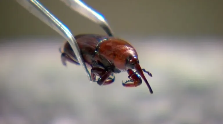 Besouro bicudo-vermelho em folha de palmeira, praga agrícola