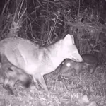 Paca e cachorro-do-mato interagindo pacificamente em ambiente selvagem