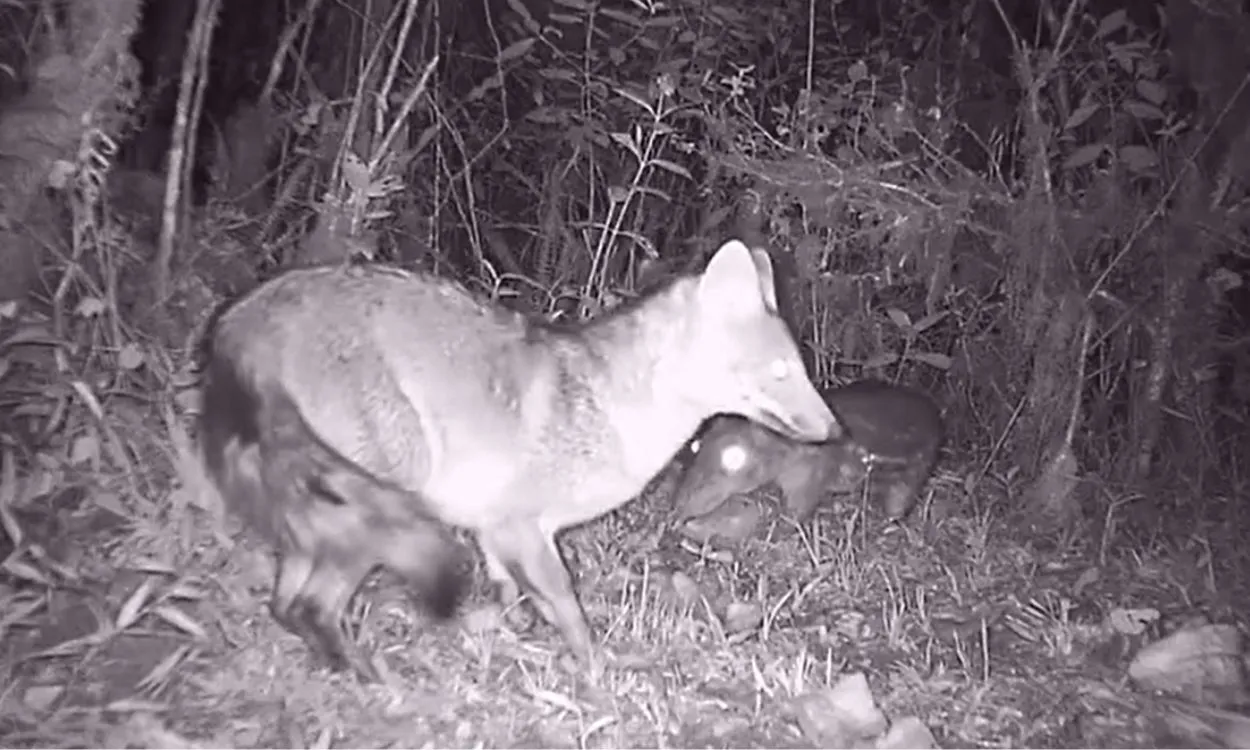 Paca e cachorro-do-mato lado a lado, interação incomum na natureza