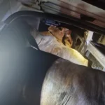 Carro com bois furtados no porta-malas e banco traseiro em abordagem policial