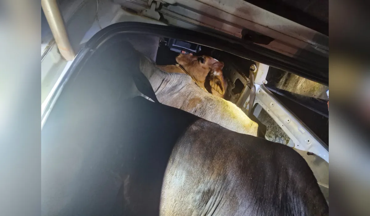 Carro com bois furtados no porta-malas e banco traseiro em abordagem policial