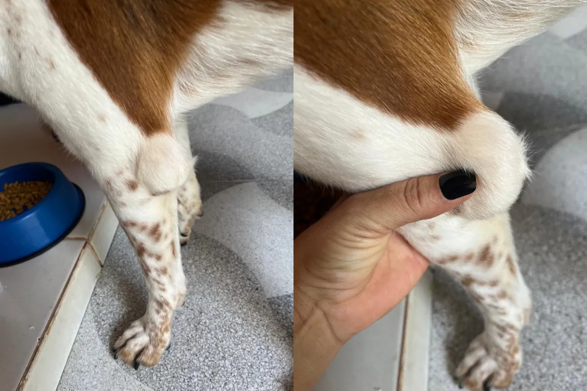 Cachorro com bolinha no cotovelo, higroma canino, inchaço no cotovelo do cão, prevenção de higroma