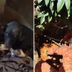 Bombeiros resgatando cadela cega e sete filhotes de barranco em Petrópolis