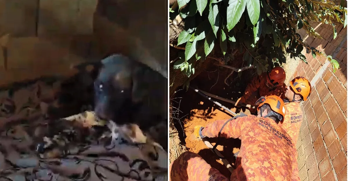 Bombeiros resgatando cadela cega e sete filhotes de barranco em Petrópolis