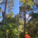 Piloto de paraglider sendo resgatado por bombeiros de uma árvore em mata fechada no Sul de Minas, com equipamentos de segurança.