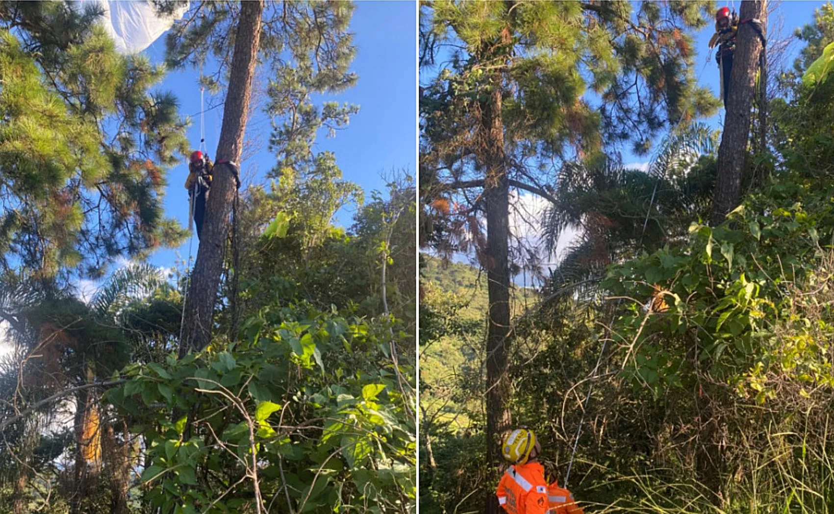 Piloto de paraglider sendo resgatado por bombeiros de uma árvore em mata fechada no Sul de Minas, com equipamentos de segurança.