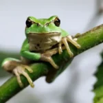 Diversidade de anfíbios no Brasil, sapos, rãs, pererecas, cecílias e salamandras