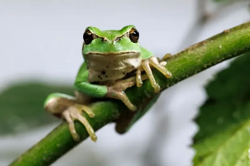 Diversidade de anfíbios no Brasil, sapos, rãs, pererecas, cecílias e salamandras