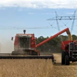 Colheita de soja em campo brasileiro