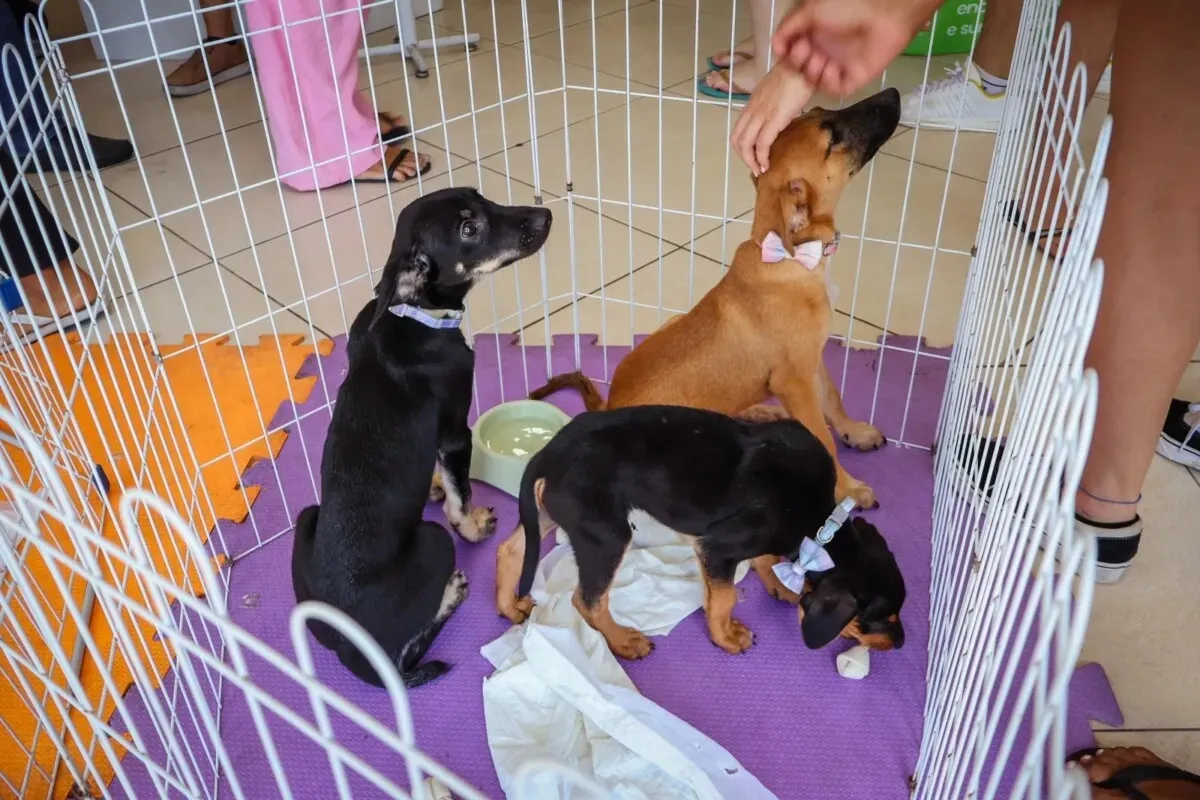 Pessoas interagem com cães e gatos em feira de adoção na cidade de Cabo Frio.