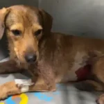 Cachorro comunitário ferido em Guaratiba, RJ, após ser baleado