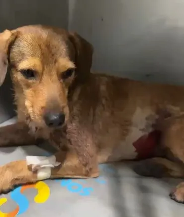 Cachorro comunitário ferido em Guaratiba, RJ, após ser baleado