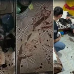 Cadelas resgatadas de maus-tratos em São Pedro da Aldeia, ambiente insalubre