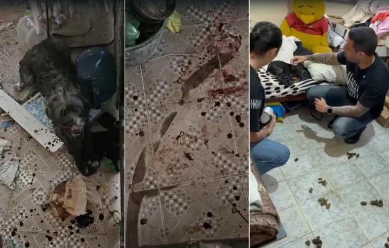 Cadelas resgatadas de maus-tratos em São Pedro da Aldeia, ambiente insalubre