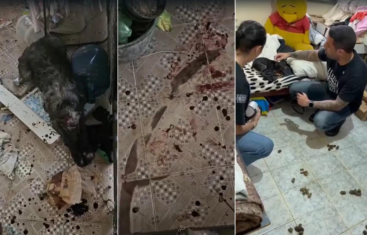 Cadelas resgatadas de maus-tratos em São Pedro da Aldeia, ambiente insalubre