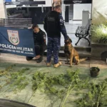 Cão farejador policial em busca de drogas em Itaipava