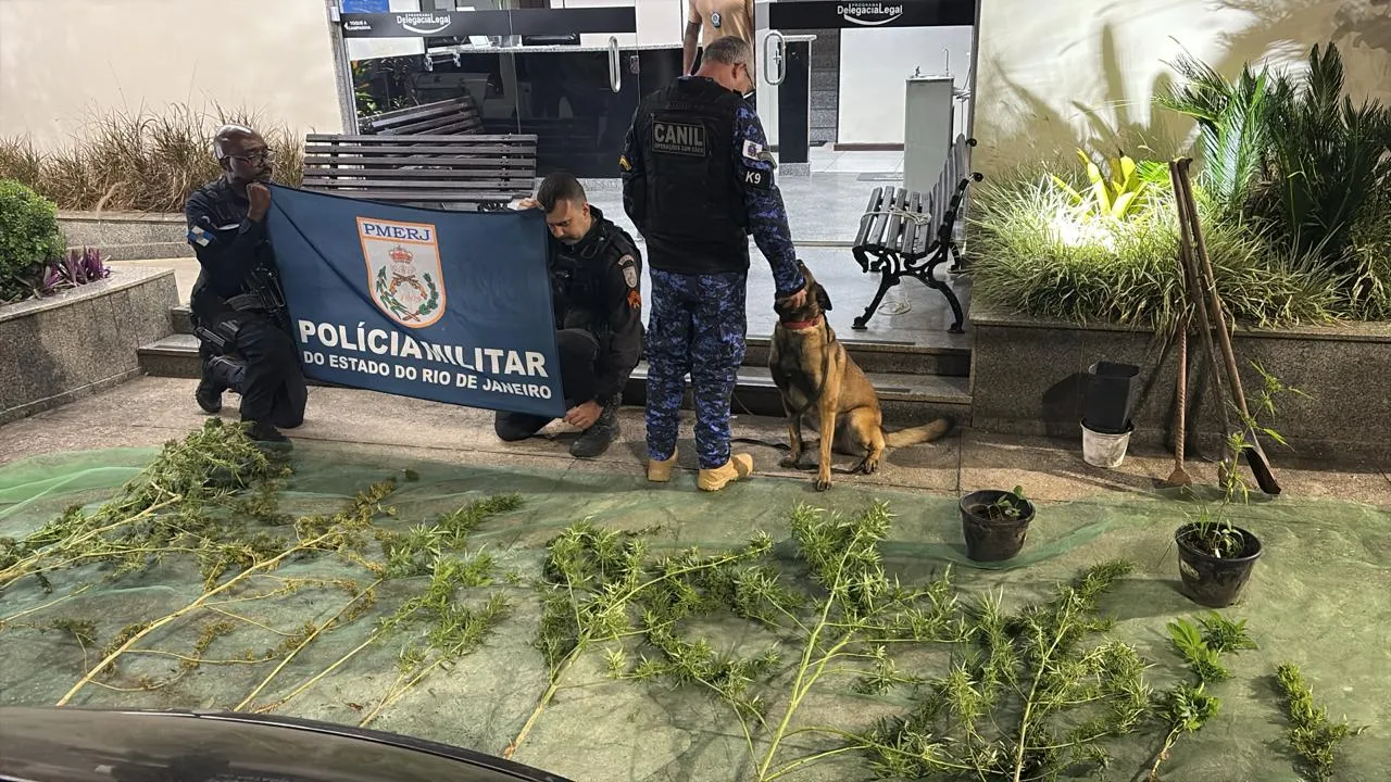 Cão farejador policial em busca de drogas em Itaipava