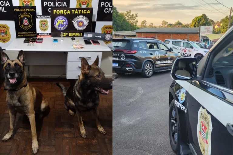 Cão farejador policial em operação antidrogas em Presidente Venceslau