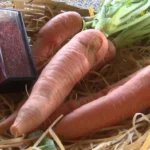 Lavouras secas, terra rachada, calor extremo, crise alimentar, agricultura, mudanças climáticas, fome, desastre natural