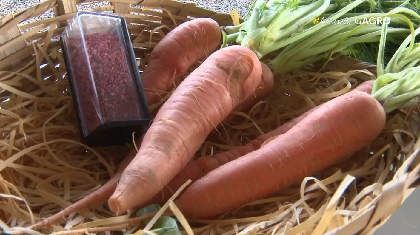 Lavouras secas, terra rachada, calor extremo, crise alimentar, agricultura, mudanças climáticas, fome, desastre natural
