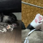 Mão aplicando hidratante nas patas de cachorro para proteção e cuidado