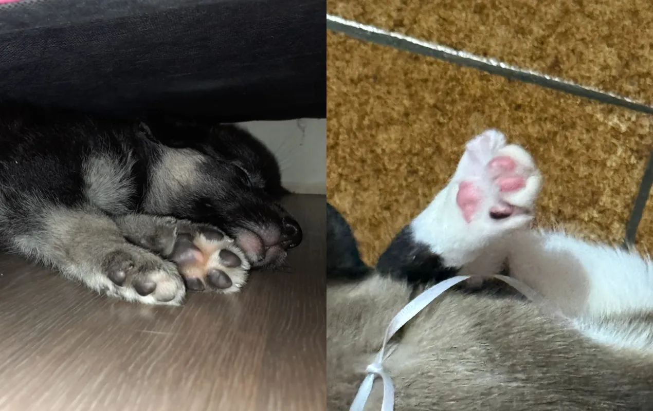 Mão aplicando hidratante nas patas de cachorro para proteção e cuidado