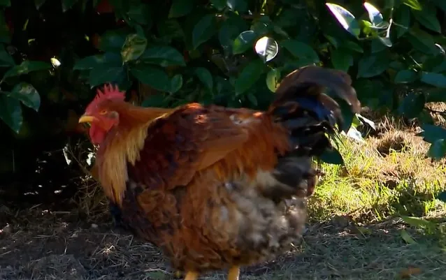 Galinhas saudáveis em quintal urbano de Guaxupé