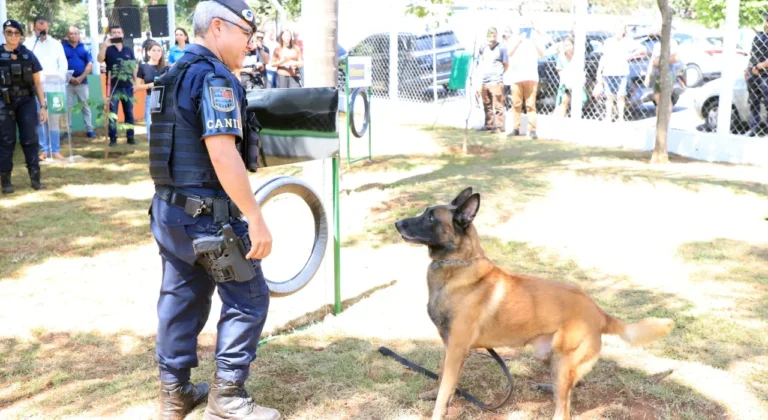 Cachorros brincando no Espaço Cão Orelha, parque para pets em Itu
