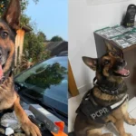 Cão policial Raio, pastor-belga, com uma perna amputada, sentado ao lado de seu tutor policial, após se aposentar por câncer.